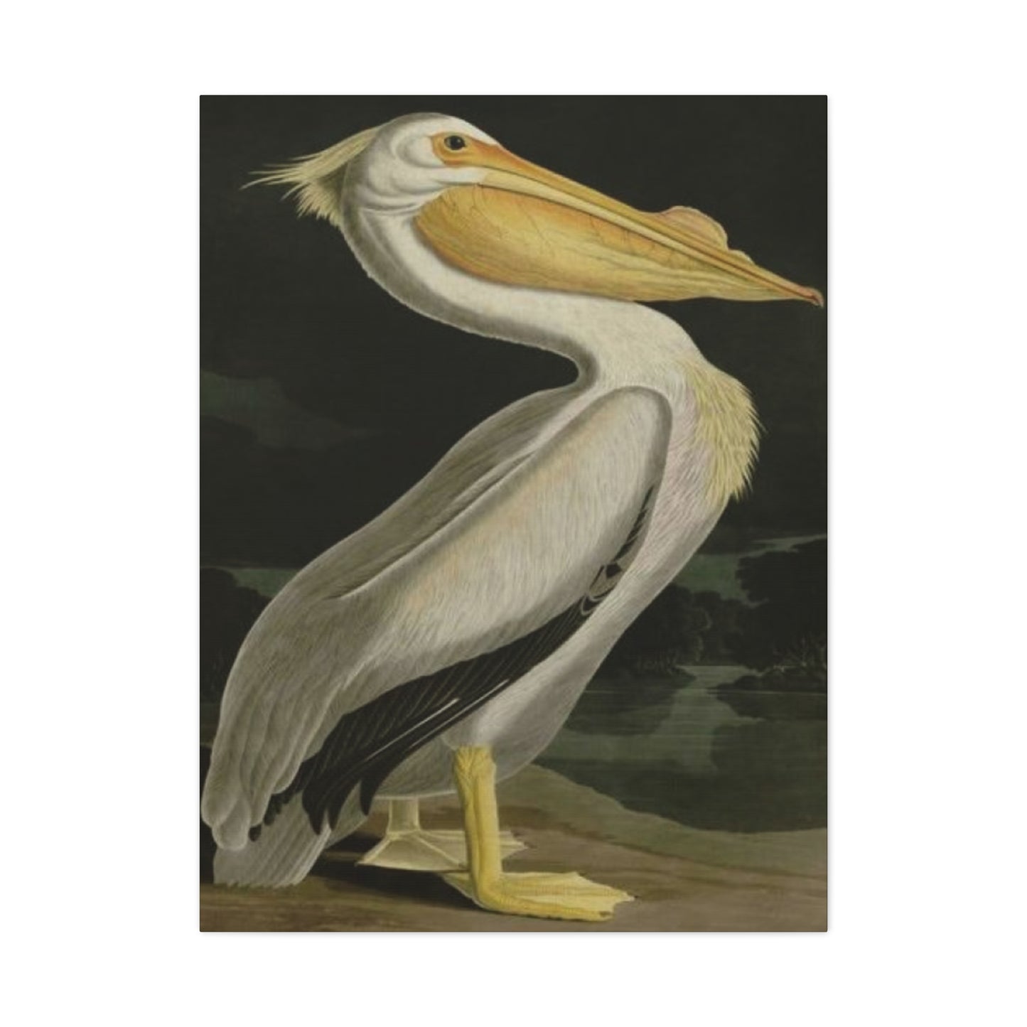 Fat Beak Pelican Poster Wall Art & Canvas Prints