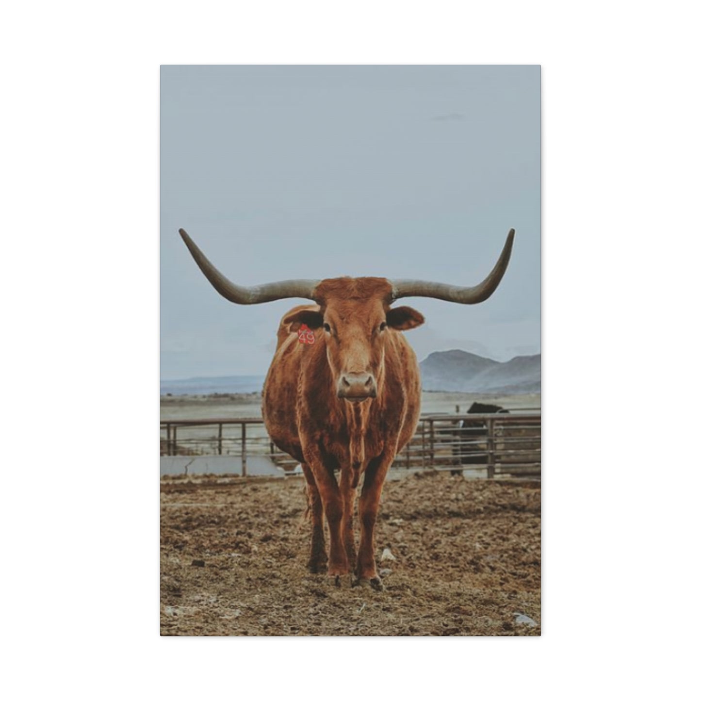 Wild Brown Buffalo Longhorn Wall Art & Canvas Prints