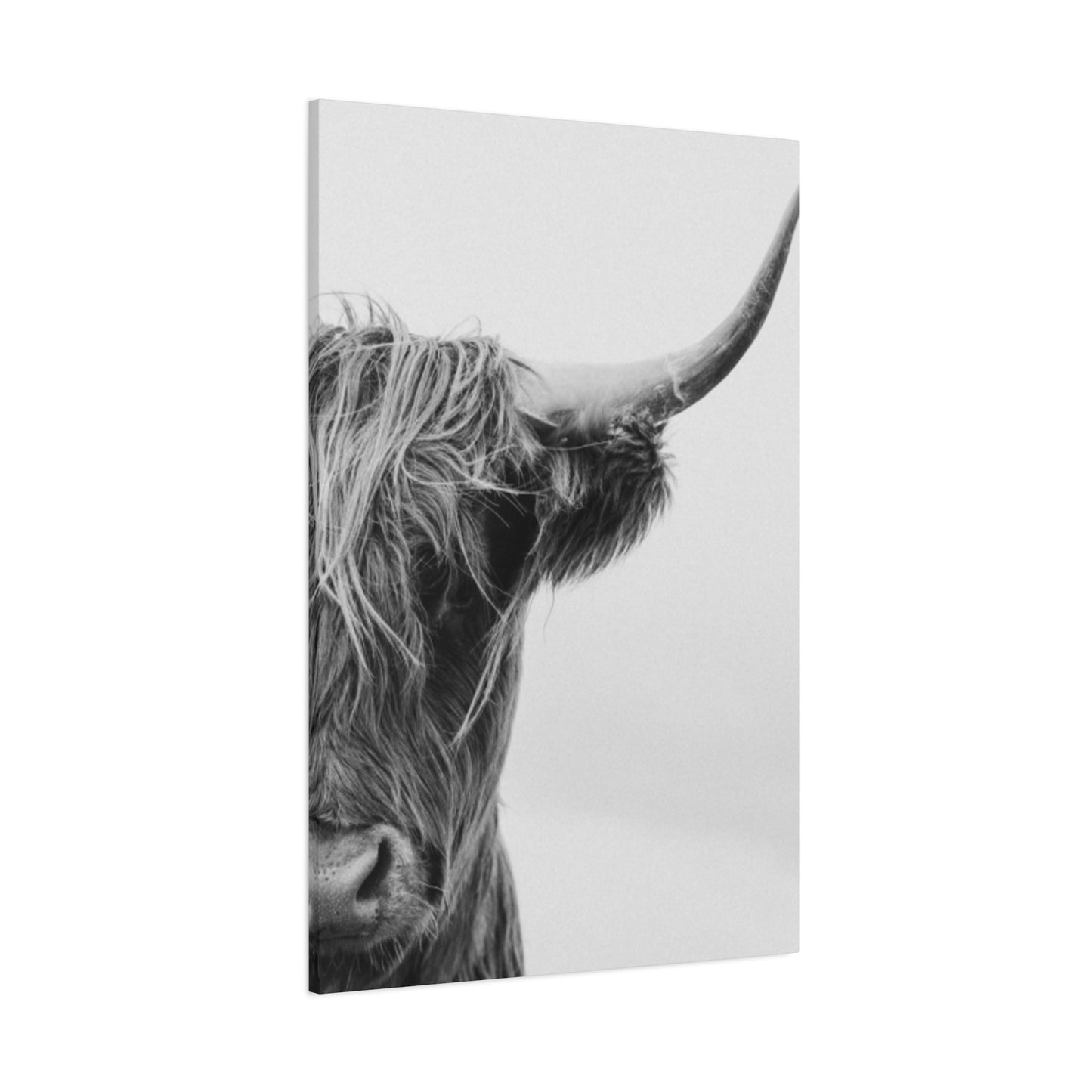 Wild Hairy Bull Longhorn Wall Art & Canvas Prints