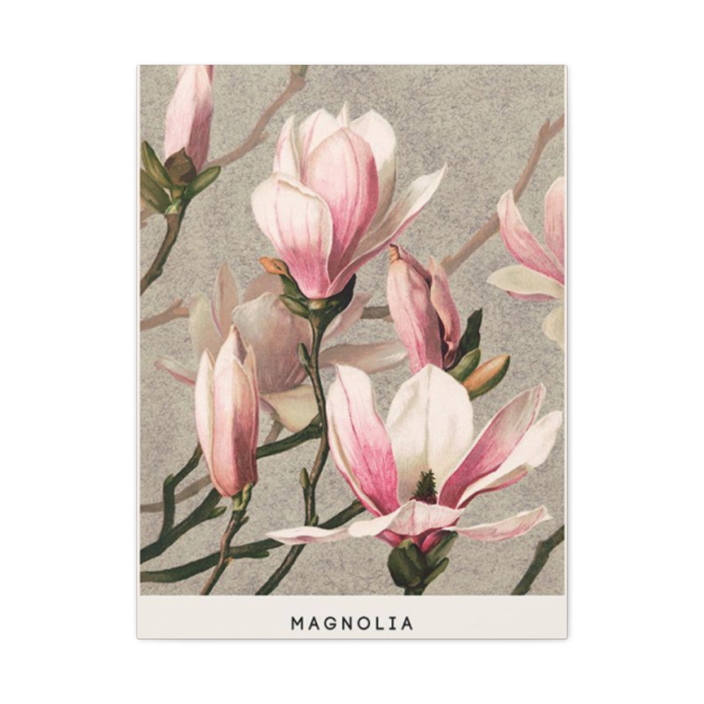 Pink Magnolia Flower Painting Wall Art & Canvas Prints