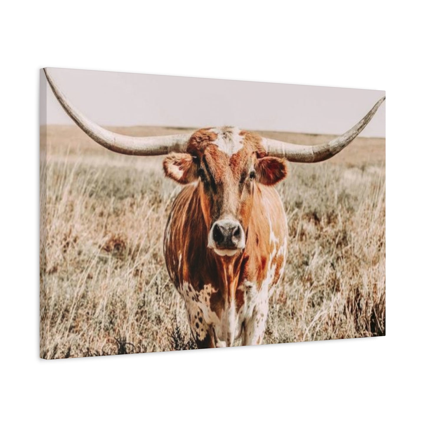 Buffalo Long Horn Wall Art & Canvas Prints