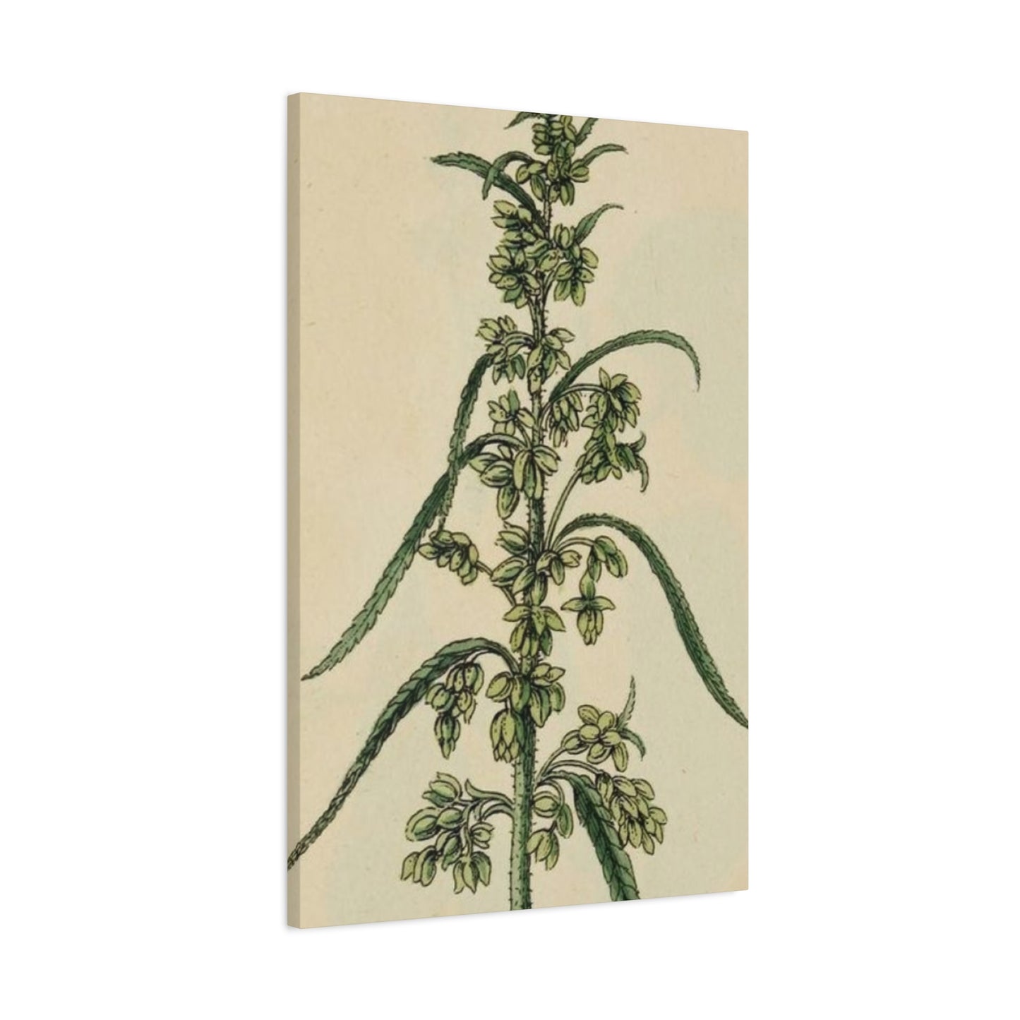 Plant Of Marijuana Wall Art & Canvas Prints