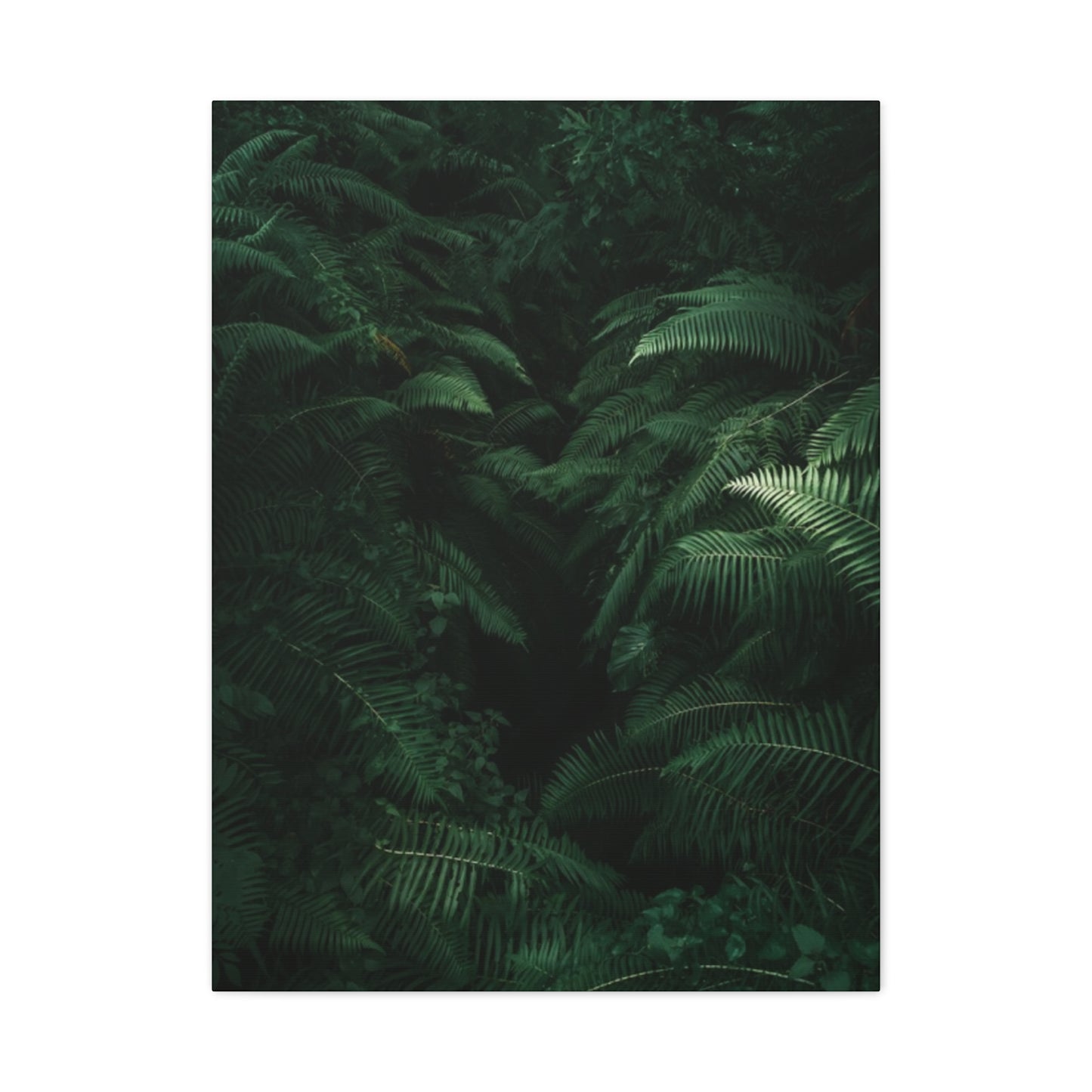 Tropical Forest Wall Art & Canvas Prints