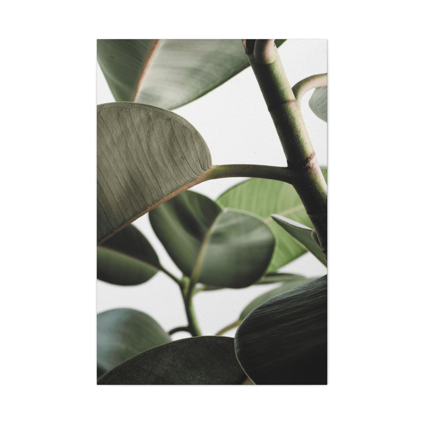 Olive Green Plant Photo Wall Art & Canvas Prints