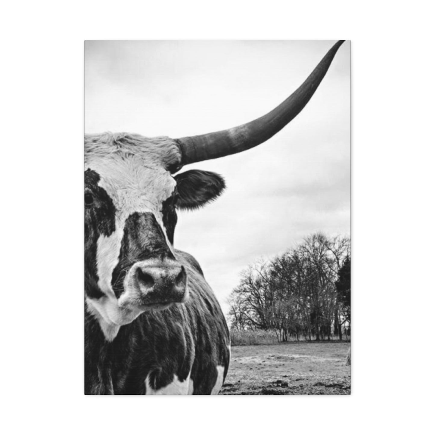 Wild Buffalo Longhorn Photos Wall Art & Canvas Prints