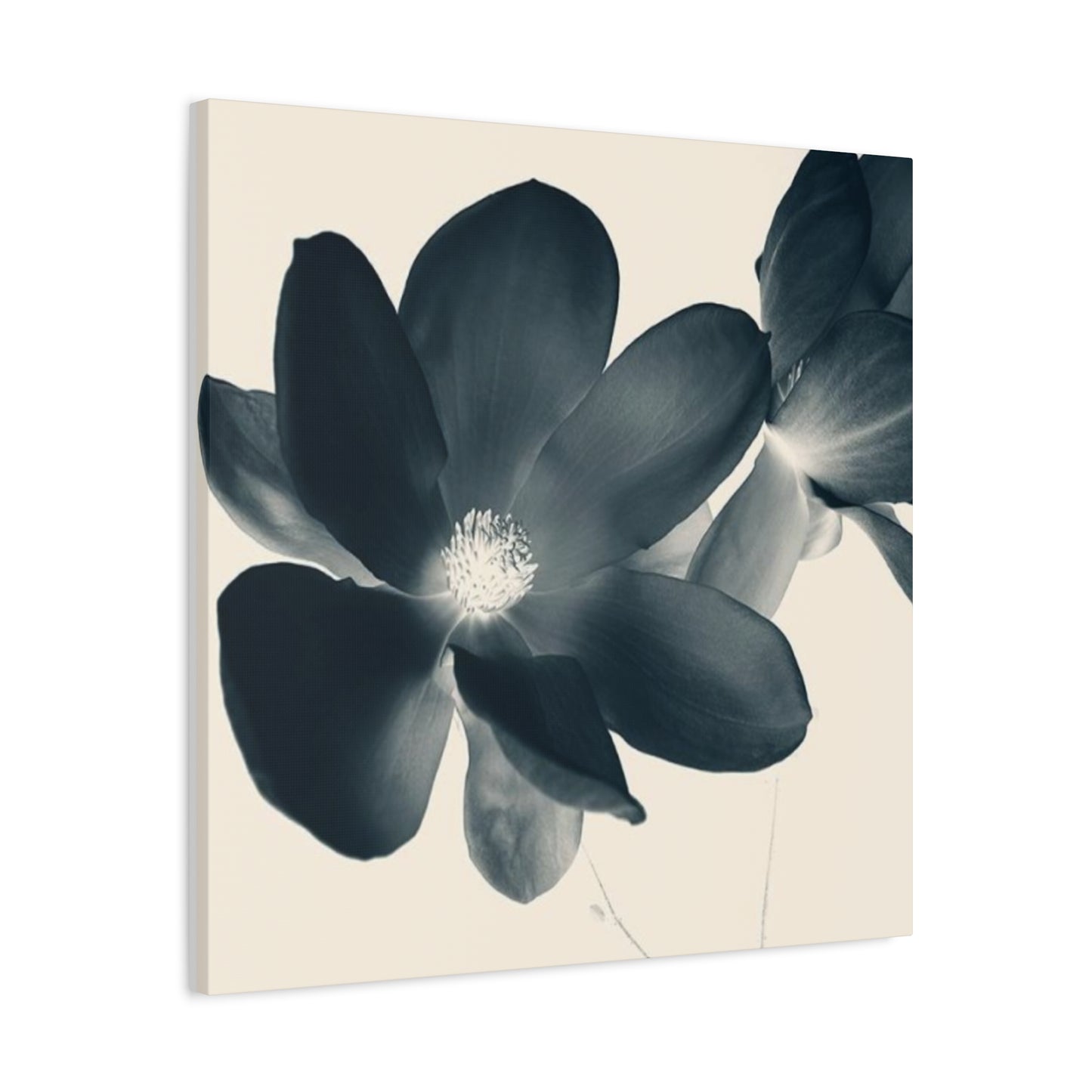 Black Magnolia Flower Wall Art & Canvas Prints