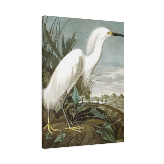 Long Beak White Heron Wall Art & Canvas Prints