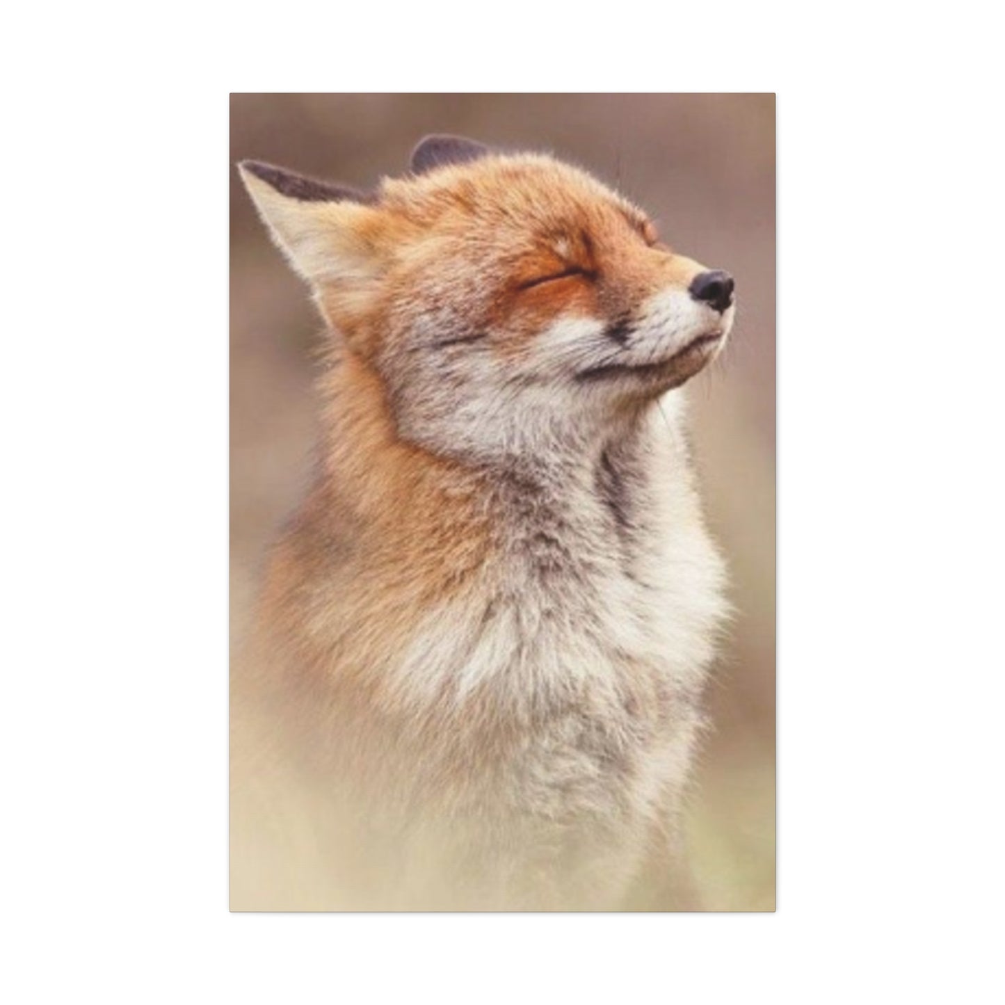 Little Fox Candid Wall Art & Canvas Prints