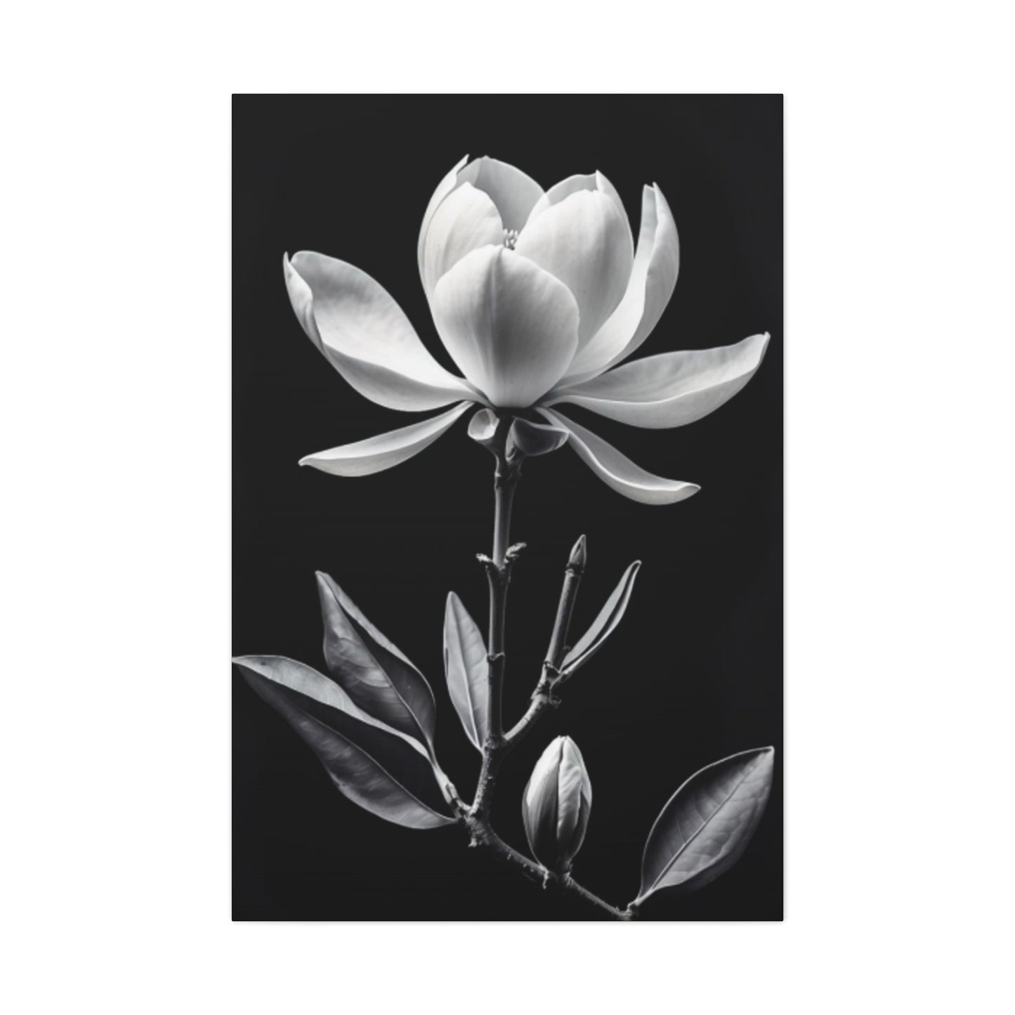 Monochrome Magnolia Flower Plant Wall Art & Canvas Prints