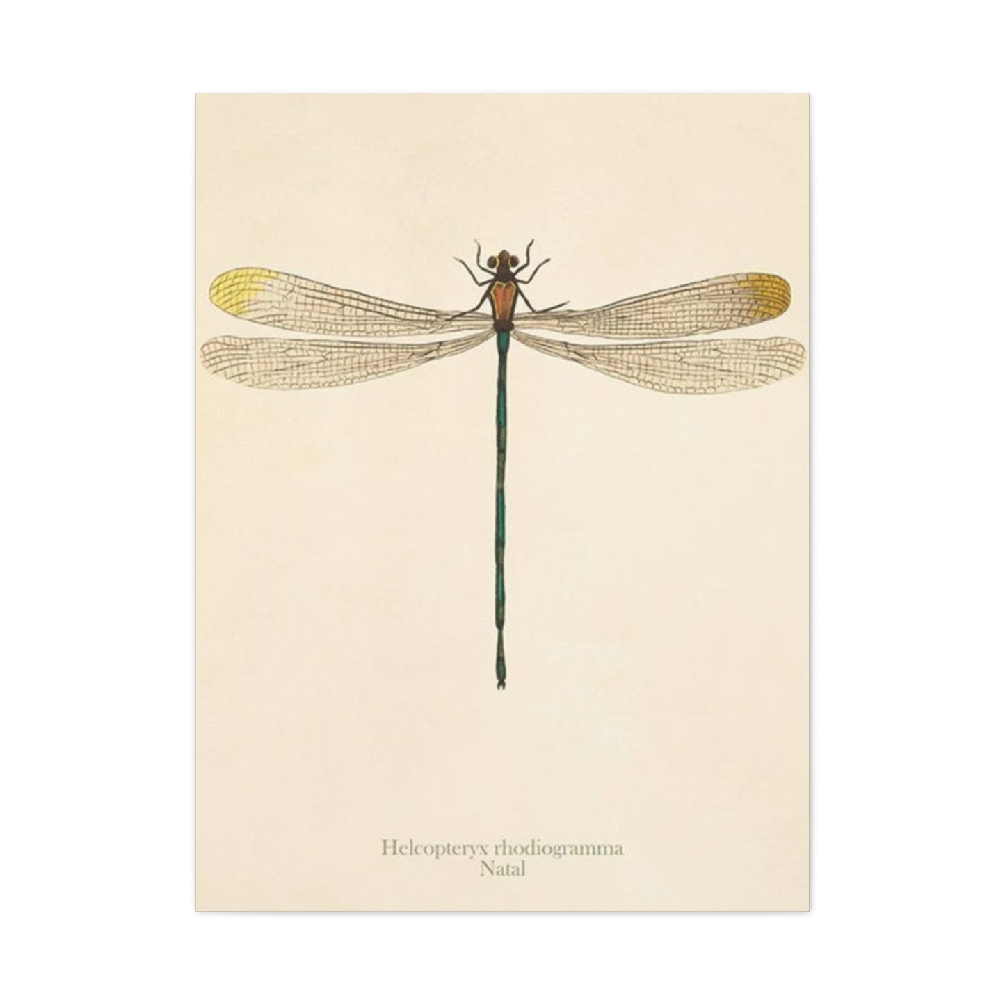 Long Tail Dragonfly Wall Art & Canvas Prints