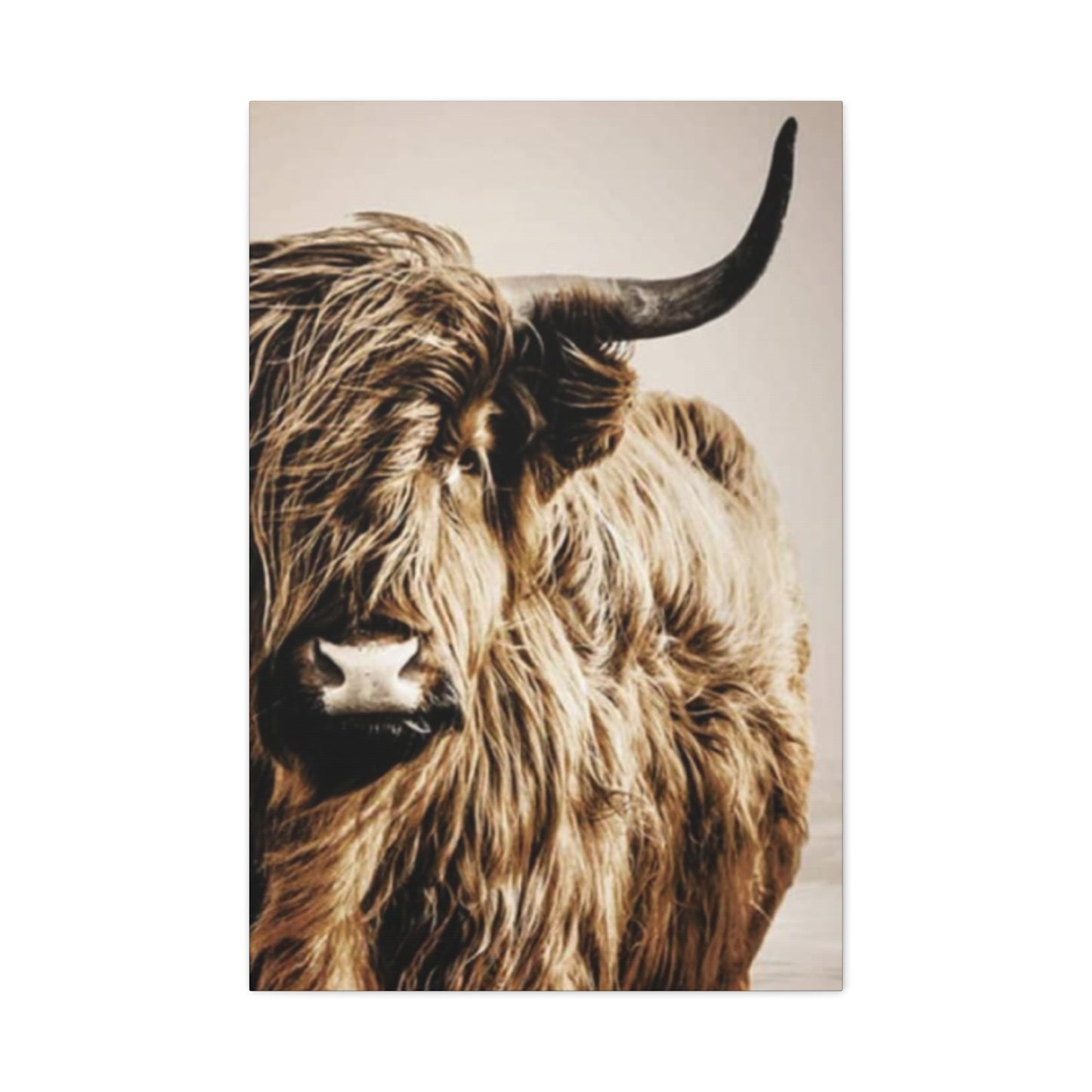 Wild Hairy Bull Longhorn Wall Art & Canvas Prints