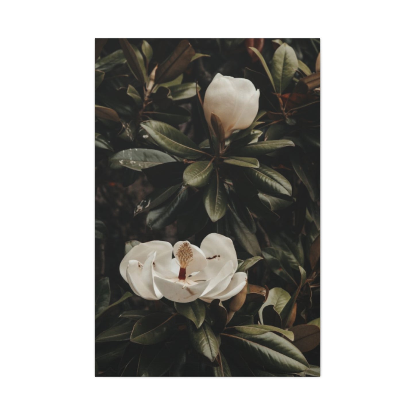 White Magnolia Flower Painting Wall Art & Canvas Prints